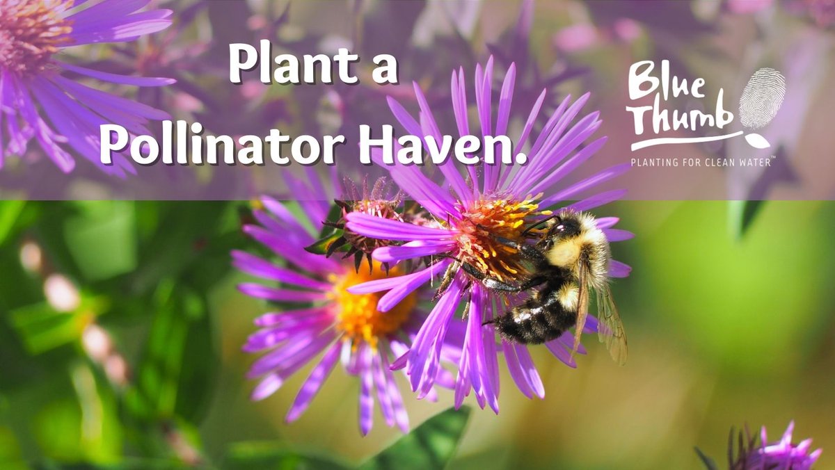 Blue Thumb tweet media