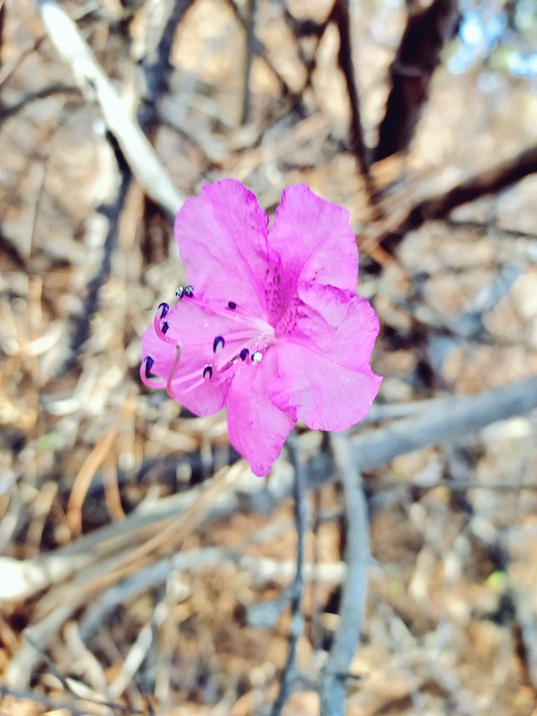 UTQkTltl1n2i0nB's tweet photo. 🫶🏃‍♀️등산을  갔더니 진달래가 활짝 폈어요.

#등산   #진달래   #꽃 https://t.co/IAiQk0WkO1