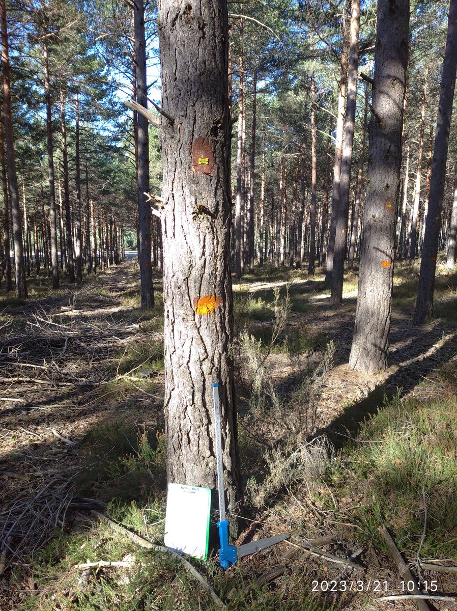 edufor_'s tweet photo. Hemos pasado el #DíaDelÁrbol tomando datos en las parcelas del #BosqueModelo, un proyecto que nació en Canadá para poner de acuerdo los intereses del sector forestal, la población local y las organizaciones ecologistas. #LaValdavia #Palencia #somosIUFOR @UVadivulga @UVa_es https://t.co/GPPfzOJytg