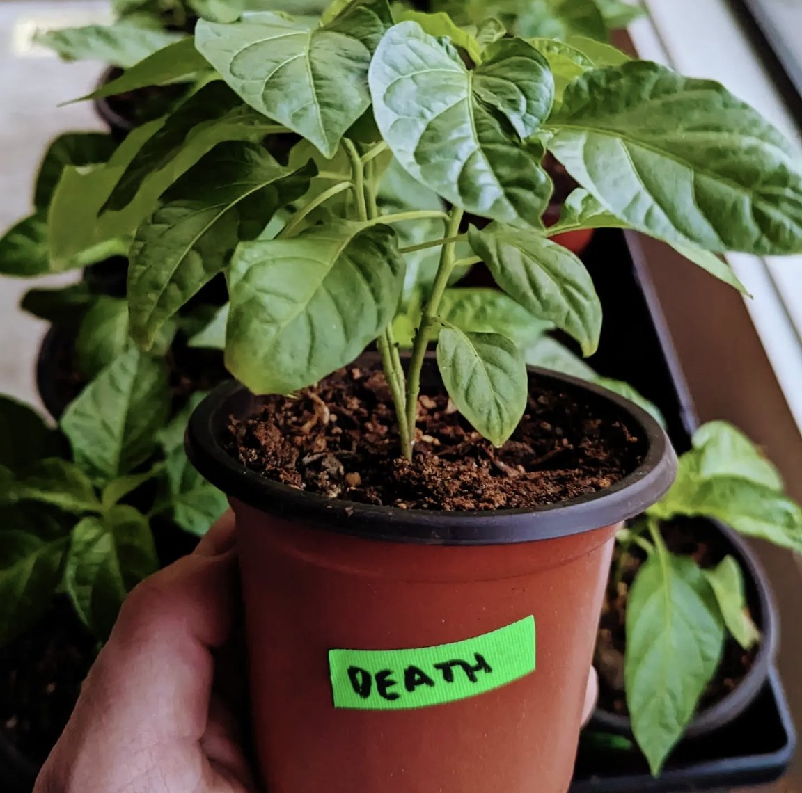 Way Hot Sauce Co. 🌶️ tweet media