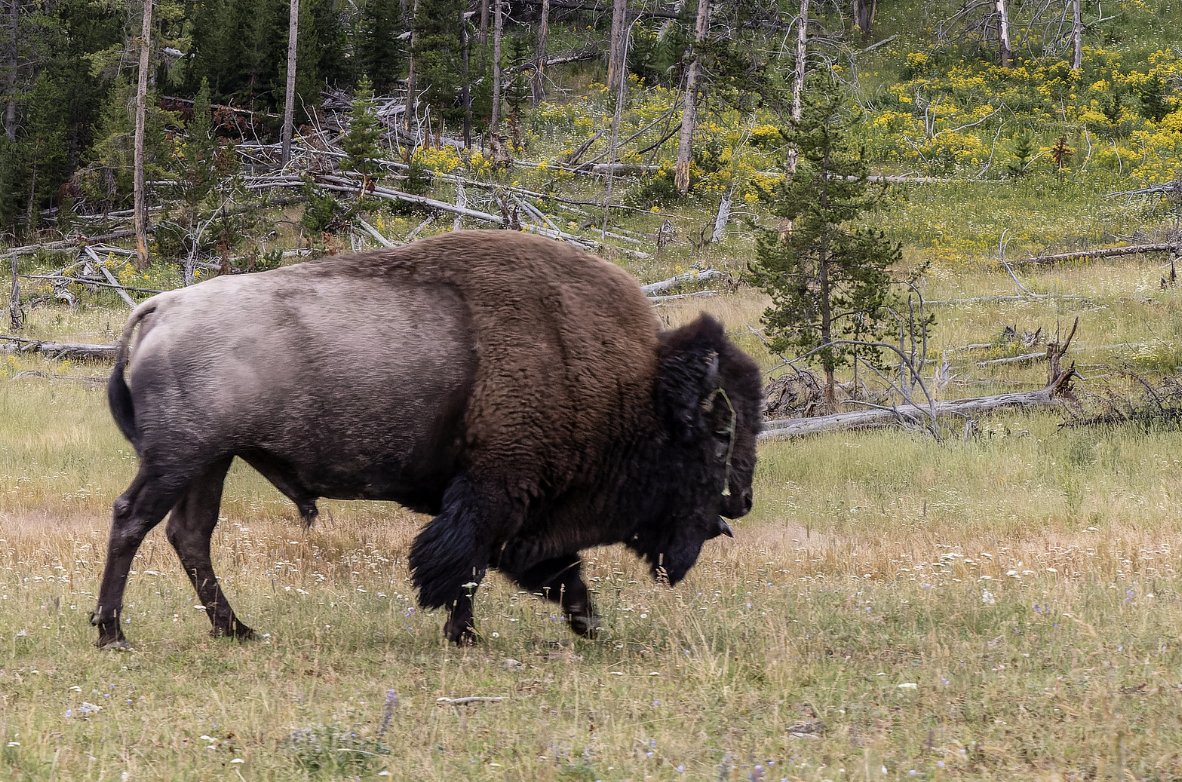 marnicpatterson's tweet photo. Itโs #traveltuesday at #yellowstonenationalpark. Letโs visit #oldfaithfulgeyser, the #upperfalls at #grandcanyonofyellowstone and see wild animals like #bisons.
#geyser #yellowstone #yellowstonenps #yellowstonephotography #oldfaithful #travelwritersuniversity #IFWTWA @IFWTWA https://t.co/S5EgKAi96L
