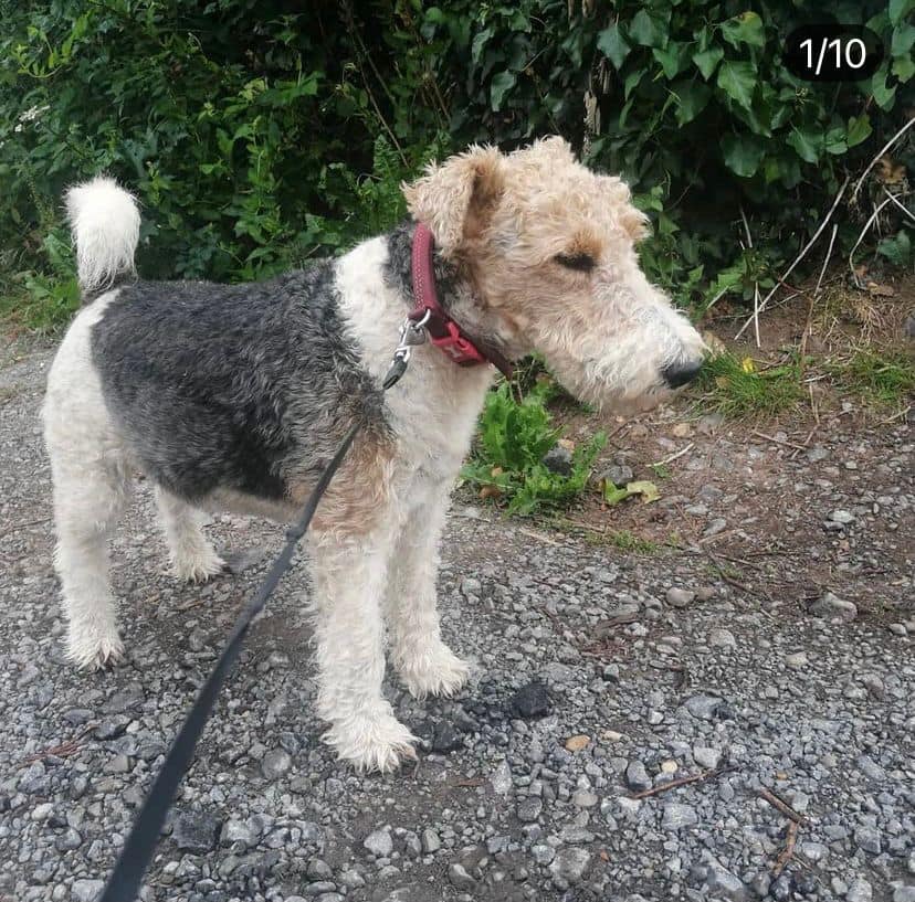 Please retweet to help find Flash stolen from #WENVOE #CARDIFF

Have you seen Flash, adult male Fox Terrier,  stolen 11 NOV 2020? 

He's microchipped and has distinctive markings 💔 PLEASE LOOK OUT FOR HIM? 👀

doglost.co.uk/dog-blog.php?d…
#dogs #terrier #pets #UK #England