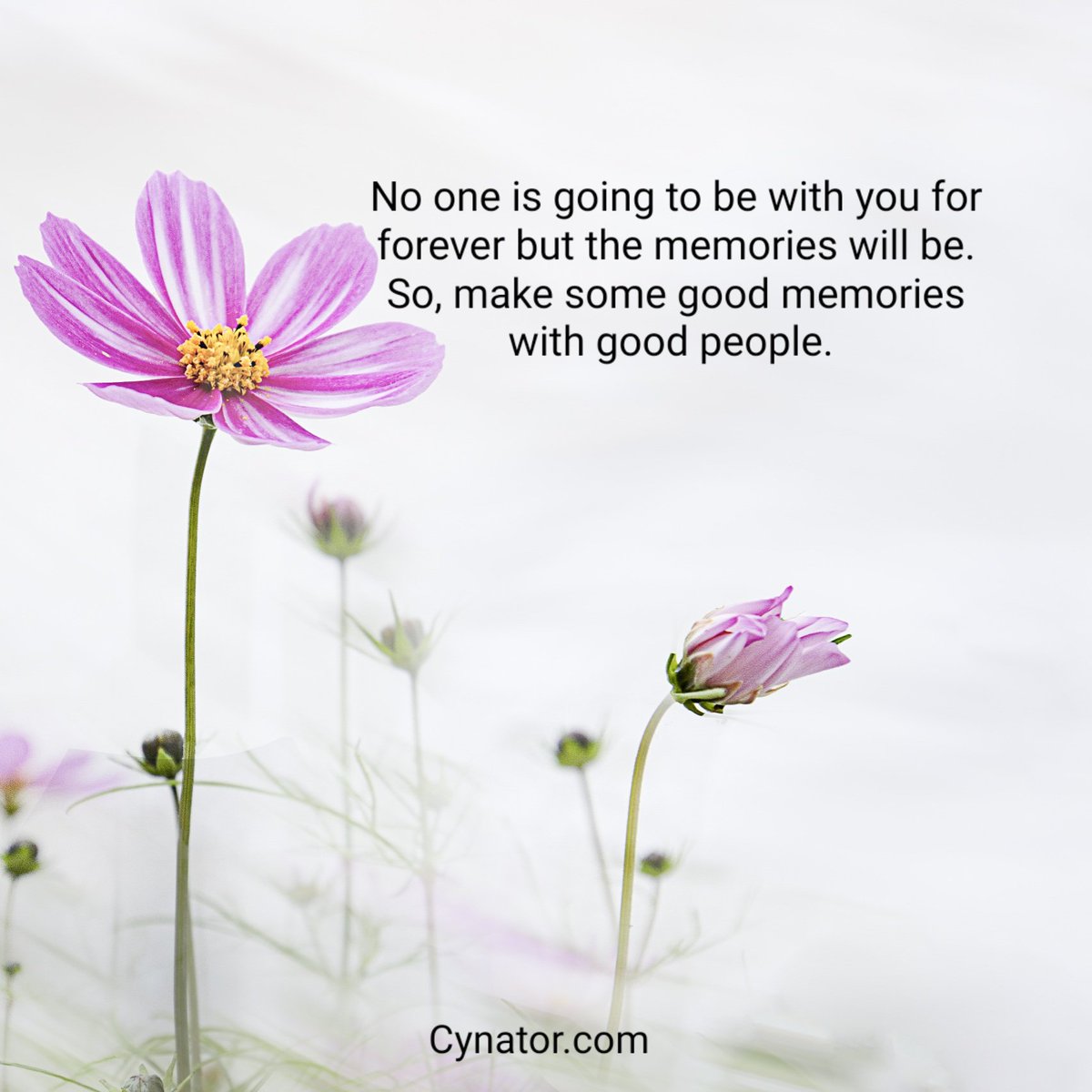 krishnaMatrix's tweet photo. No one is going to be with you for #forever but the #memories will be. So, make some good memories with good people. 

#life #life_reality #REALITY https://t.co/wbF893HRN8