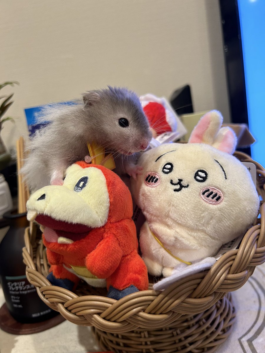 mochio2019's tweet photo. ぬい感 https://t.co/j7cpfpnbeL