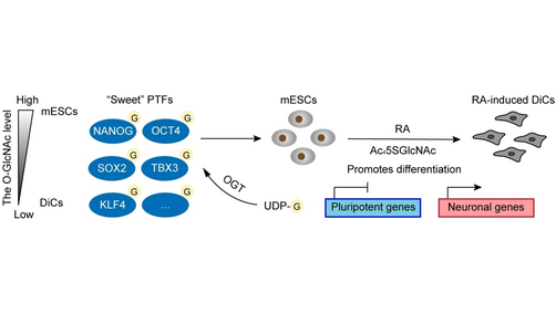 Chemoproteomic and Transcriptomic Analysis Reveals that O-GlcNAc Regulates Mouse Embryonic Stem Cell Fate through the Pluripotency Network (Chen) <a href="/XingChen_PKU/">Xing Chen</a> <a href="/PKU1898/">Peking University</a> onlinelibrary.wiley.com/doi/10.1002/an…