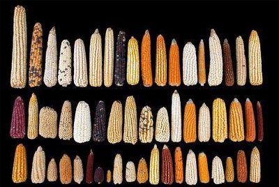 NavdanyaInt's tweet photo. #Mexico is the center of origin for #corn & the largest reservoir of native varieties. GM corn can cause #geneticcontamination of landrace varieties through cross pollination & cause mass genetic erosion of agro-biodiversity https://t.co/UOGfxF0DGX @drvandanashiva https://t.co/U4PteLexEw