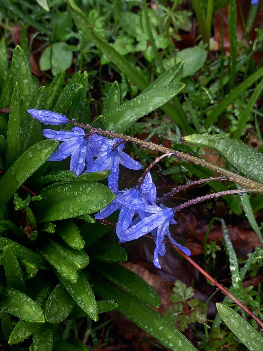 The rite of English springtime #springtime #England #englishcountryside #flowers #riteofspring #Hampshire