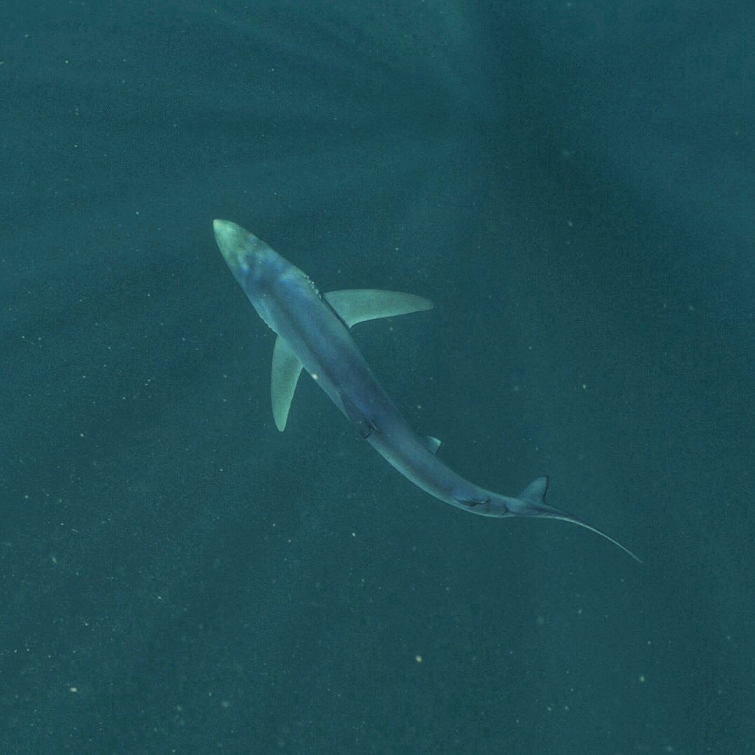 Shark_ManDan's tweet photo. You can join me snorkelling with blue sharks in Pembrokeshire this Summer 💪🏼🦈 

Add your email to the list! 👉🏼 https://t.co/4jpL7ymCB2 #sharks #snorkel https://t.co/2Or2BtVE0u