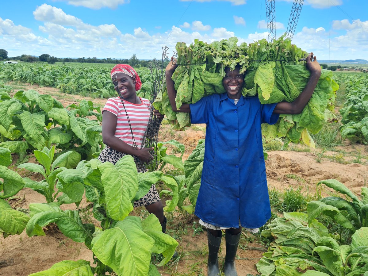 TIMB has introduced a Natural Air Curing System (“NACS”) otherwise known as “Chigaffa”  to prevent the farmer from losing marketable volumes of tobacco when their barns can't accommodate all their ripe tobacco at once. #Going4Growth