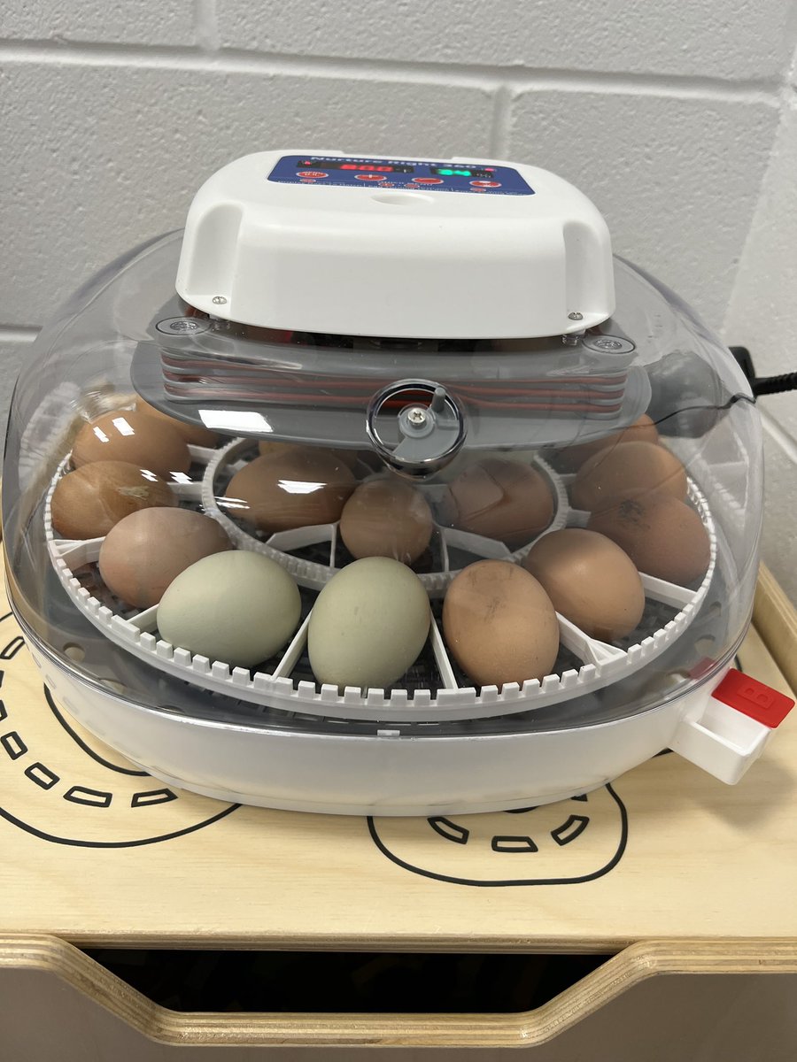 busy_librarian's tweet image. My favorite time of year in the library- chicken hatching time!  🐔 #kyleesrocks