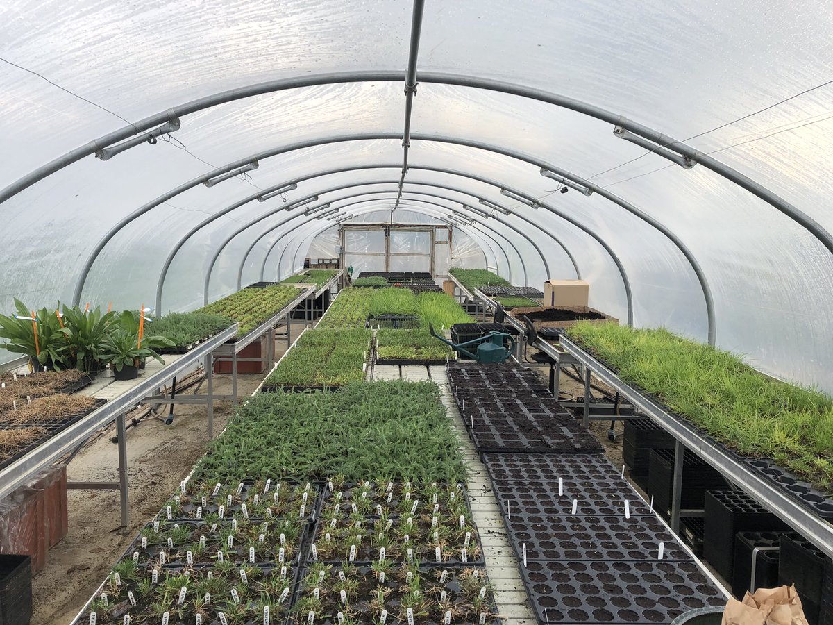 A little sunshine between the showers and the poly tunnel comes alive. Here we keep some of our breeding material and grow on our nursery plants  #DLF #rain #sunshine #spring #polytunnel