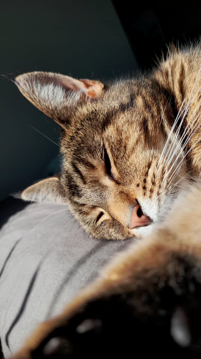 janieblsn's tweet photo. @Diilaa Mijn kat, deze foto geeft me altijd zoveel rust en liefde ❤️ https://t.co/eFxKQK6Kk7
