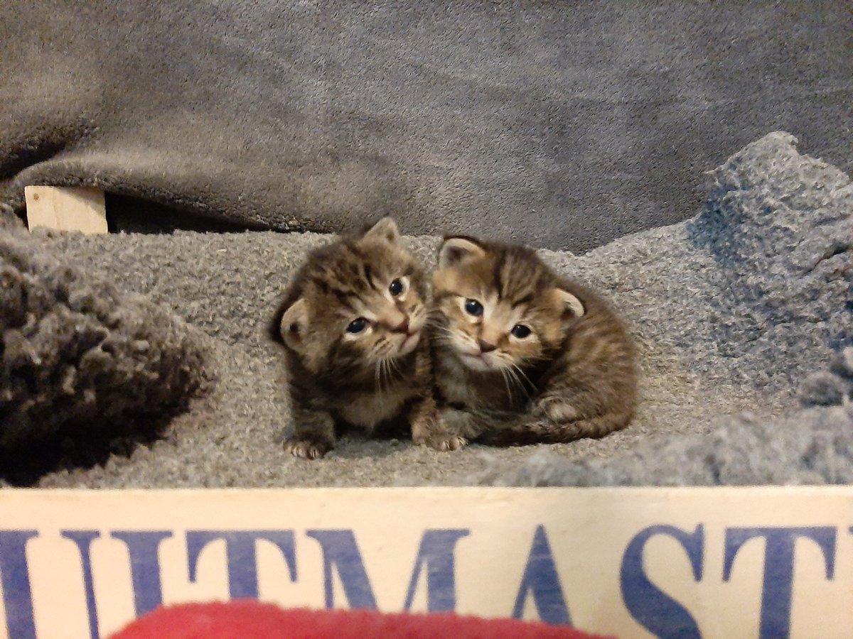 janieblsn's tweet photo. @Diilaa Niet meer mijn huisdieren maar bijna 3 jaar geleden deze kittens opgevoed, de zusjes van mijn kat 🥰 https://t.co/MkrG9lPf0g