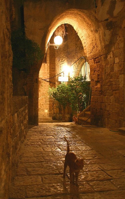 Beautiful Arab On Twitter Palestine 