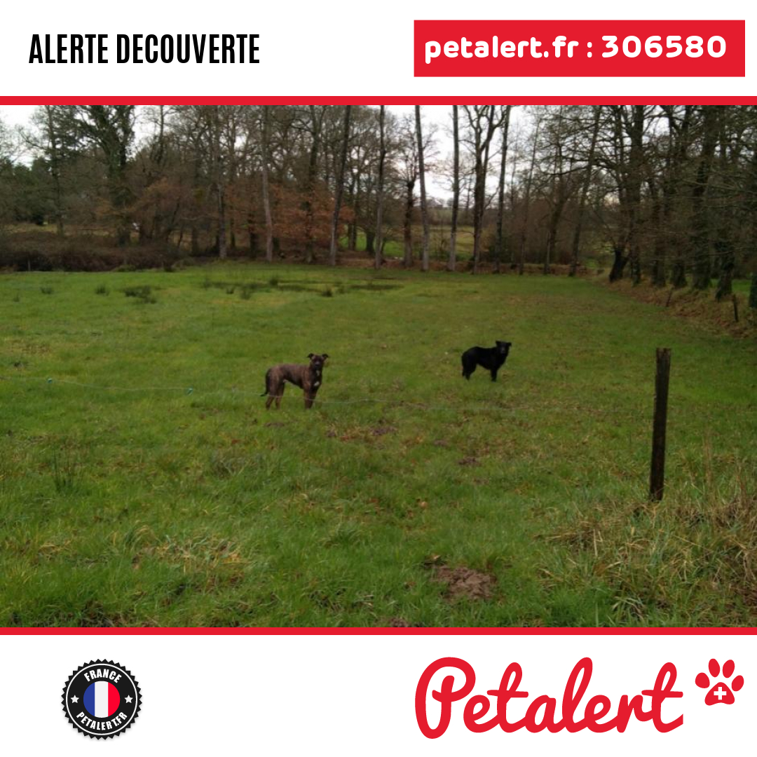 petalert_france's tweet photo. Trouvé #Chien #CotesDArmor #LeMene #Petalert  #PetAlert22 / https://t.co/ABQzx0wjmd https://t.co/VhAgeuj5xX