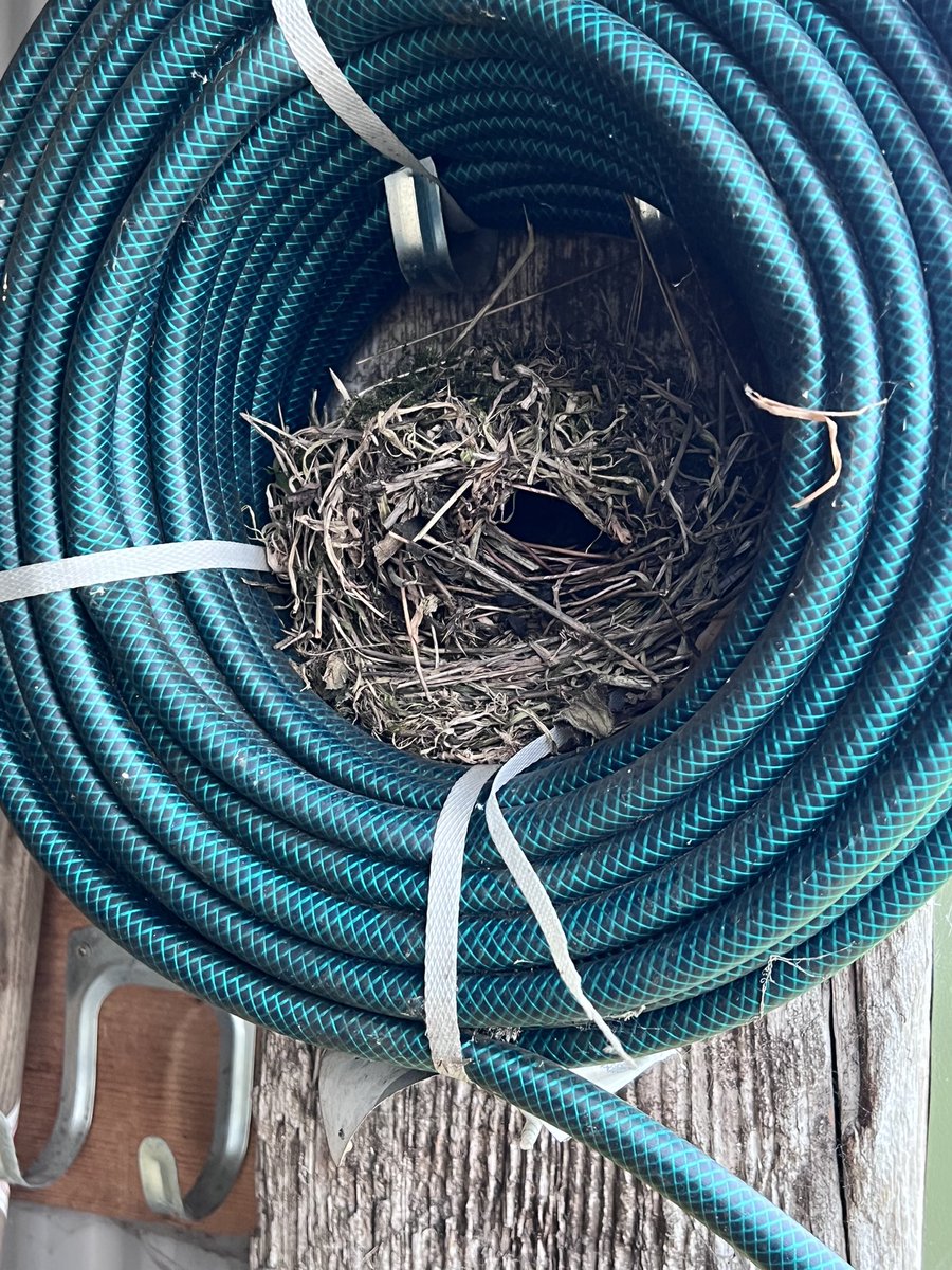 TheJSheppard's tweet photo. Well thats the hose out of action for a while. Good to see the nest made from all stuff from the plot because I dont overly tidy it. Always a bit sad to see nests made from plastic threads etc. #nests #nesting #GardeningTwitter https://t.co/xAbLdCfmf5