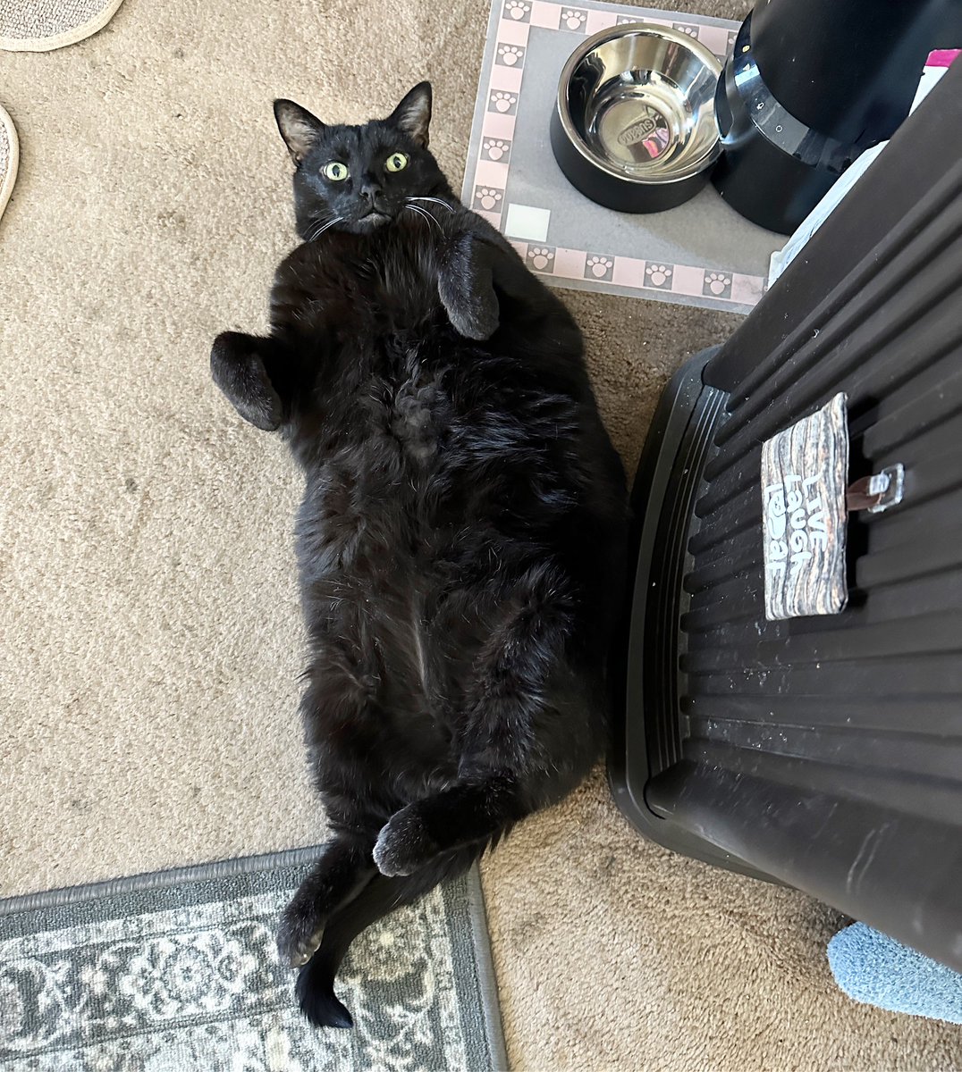 mannyhalloweencat tweet media