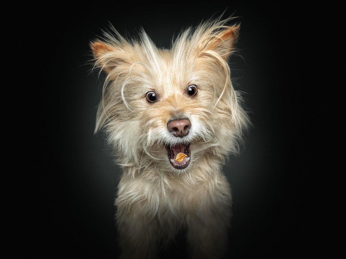 AnimalPlanet's tweet photo. Photos by Vieler Photography πΈ
This talented photographer is known for using treats to capture these incredible action shots of #dogs. Which one is your favorite? π
#DogsCatchingTreats #PetLovers #Adorable #Funny https://t.co/NgJbpd1CgS