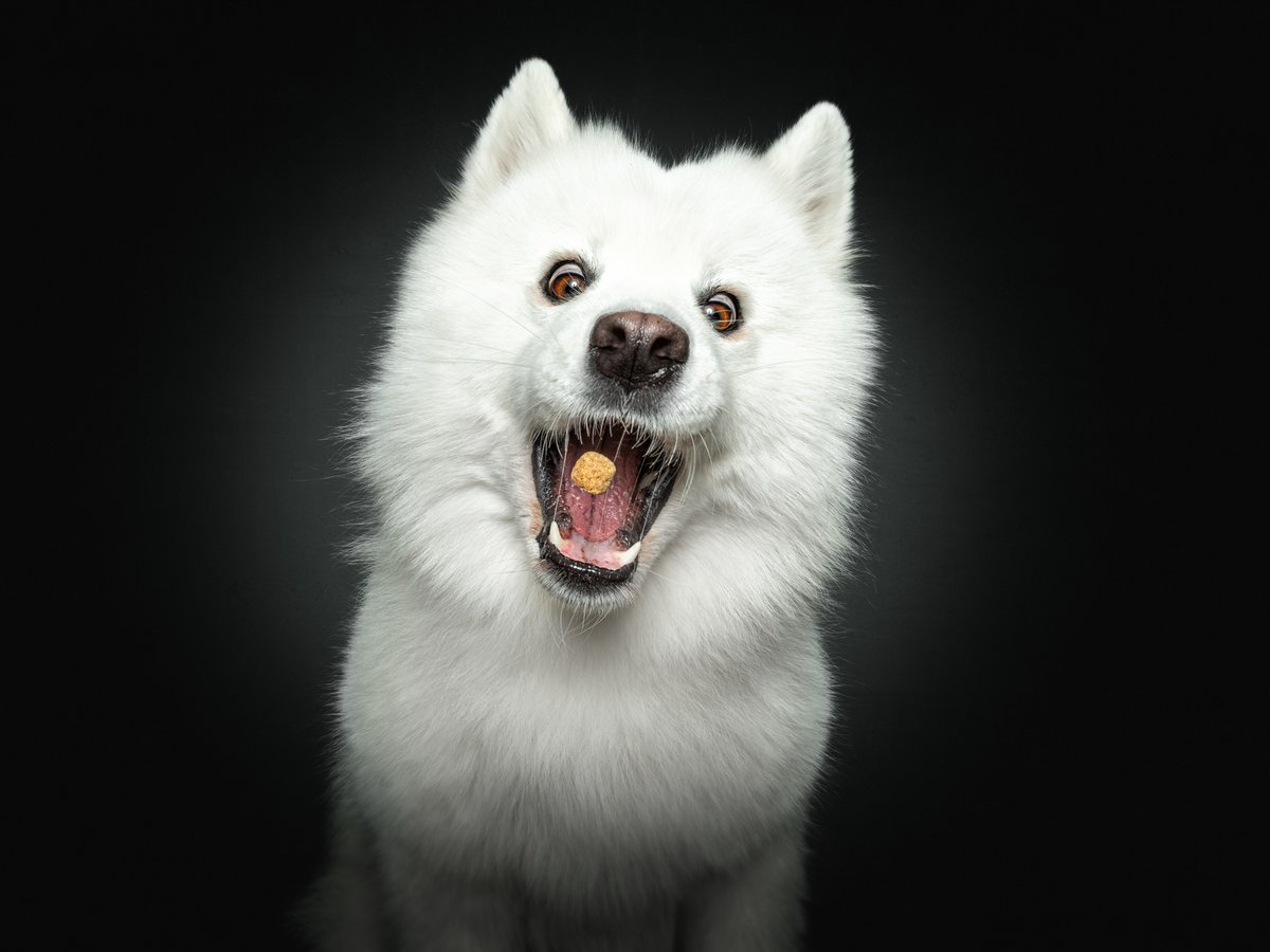 AnimalPlanet's tweet photo. Photos by Vieler Photography πΈ
This talented photographer is known for using treats to capture these incredible action shots of #dogs. Which one is your favorite? π
#DogsCatchingTreats #PetLovers #Adorable #Funny https://t.co/NgJbpd1CgS