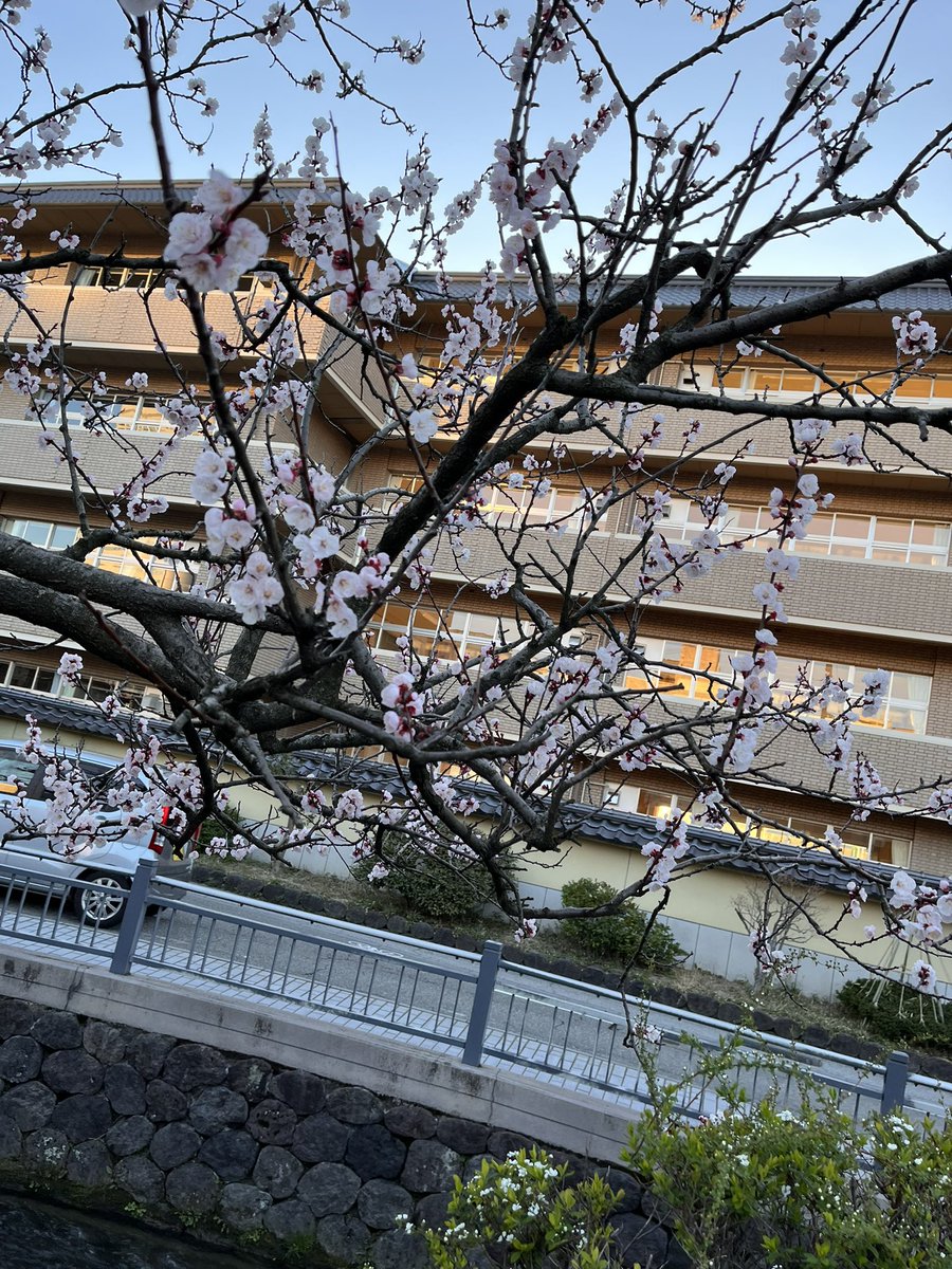 arata_n_web's tweet photo. 北陸は桜が咲き始めました🌸
仕事も勉強も息抜きも全部頑張りたい。

勉強モチベーションに波があるから、なんとかあげていきたい https://t.co/vks8gVnqLB