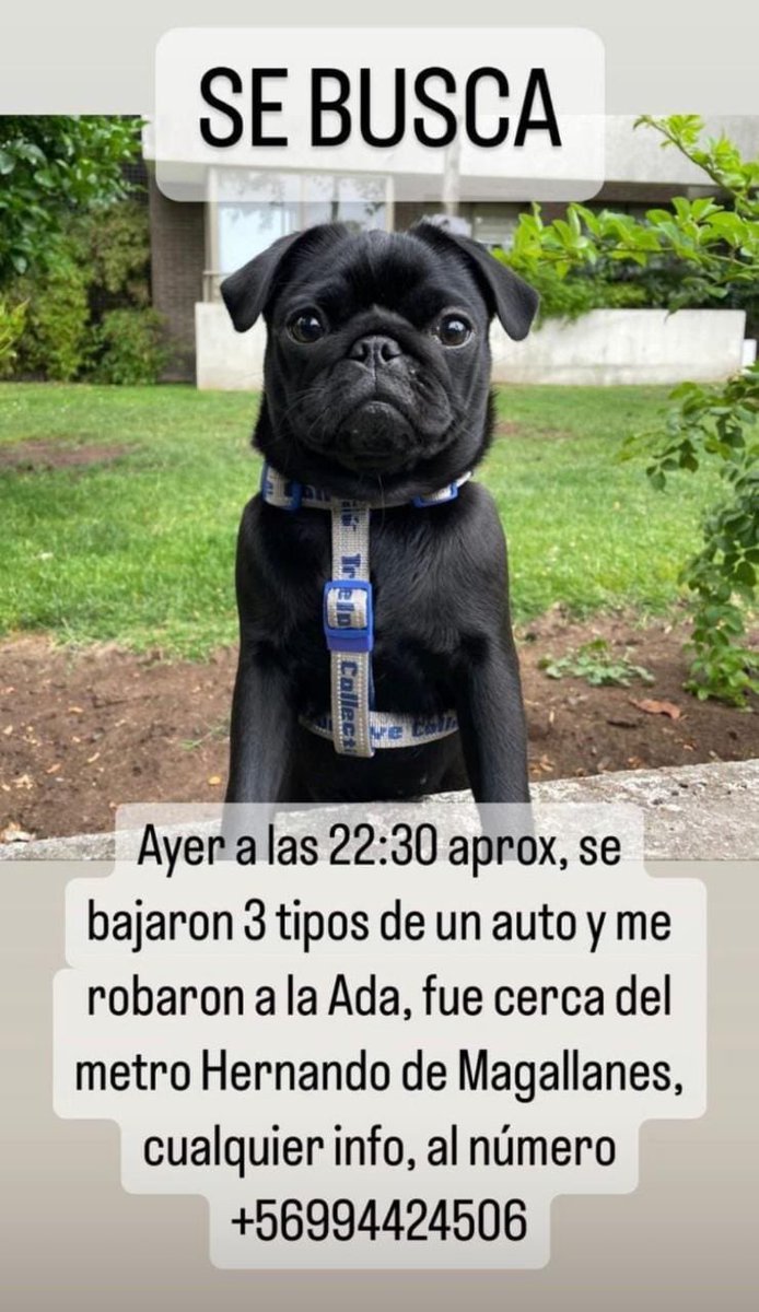 Solyque's tweet photo. Urgente RT @danielapenaloza @Muni_LasCondes @LC_Seguridad revisar cámaras!! @carolinapinoc @perroscl @MascotDFLCondes @jananeme https://t.co/86UrhhsquR