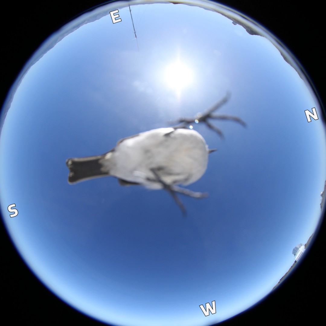 VRubinObs's tweet image. Everyone&apos;s got that photobombing friend 🙄

Our all-sky camera continuously monitors the sky and clouds to help scientists with observations. Once Rubin is online, it&apos;ll help our automated software pick the best spot to observe next.

But sometimes, it monitors local wildlife!