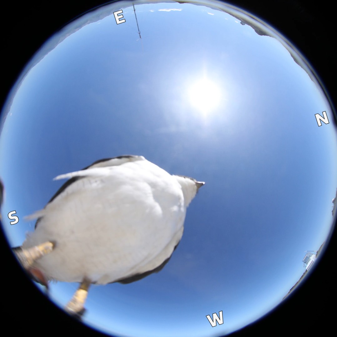 VRubinObs's tweet image. Everyone&apos;s got that photobombing friend 🙄

Our all-sky camera continuously monitors the sky and clouds to help scientists with observations. Once Rubin is online, it&apos;ll help our automated software pick the best spot to observe next.

But sometimes, it monitors local wildlife!