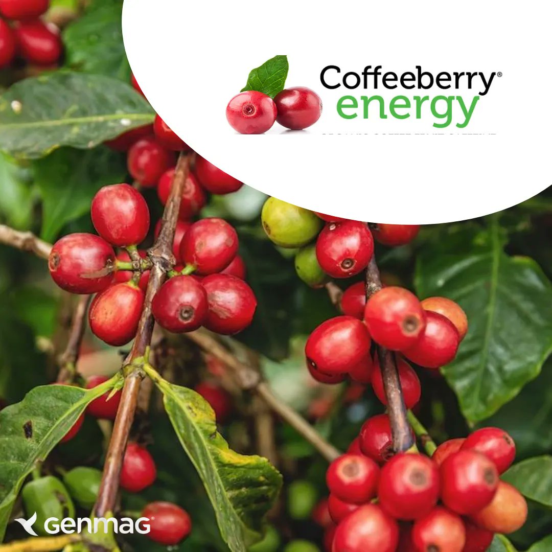 ☕️ Wake up and smell the coffeeberry! 🍓 This superfood is packed with antioxidants, Vitamin C and natural caffeine - perfect for your morning boost. #coffeeberry #superfoods #antioxidants #vitaminc #caffeineboost #naturalenergy