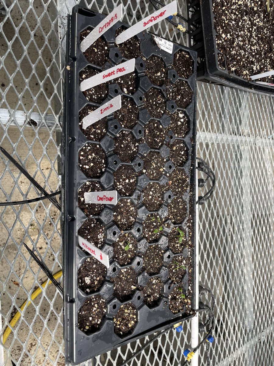 Jennifer Hiltner (@mrshiltnerreads) on Twitter photo Finally getting to finish my planting from our PD day. The little I did is starting to sprout! <a href="/LCPS_Academies/">Academies of Loudoun</a> Thank you to Ms. Chaves for caring for them. Finally getting to finish my planting from our PD day. The little I did is starting to sprout! <a href="/LCPS_Academies/">Academies of Loudoun</a> Thank you to Ms. Chaves for caring for them.