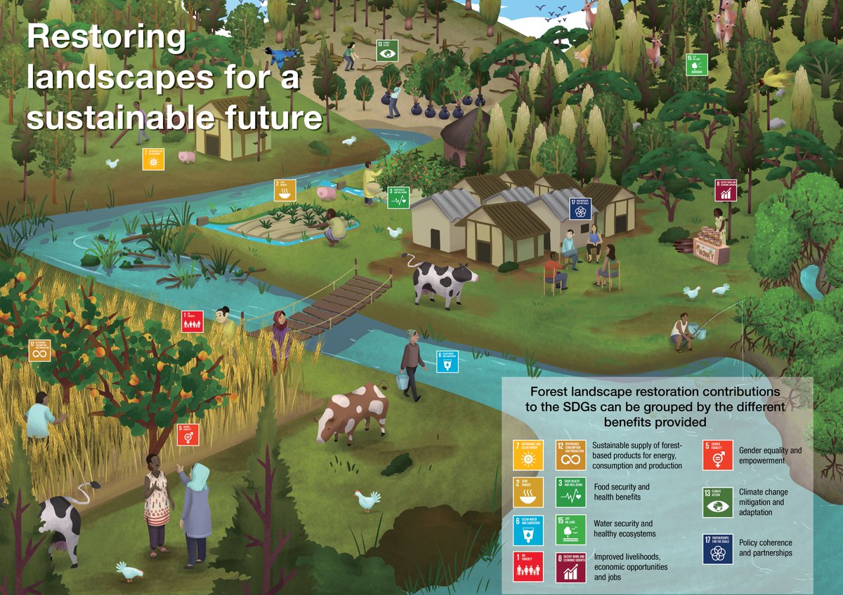 Forest Landscape Restoration benefits people, ecosystems, biodiversity and food and water systems making it an important #NaturebasedSolution to help achieve the SDGs.

#IntlForestDay #ForestDay