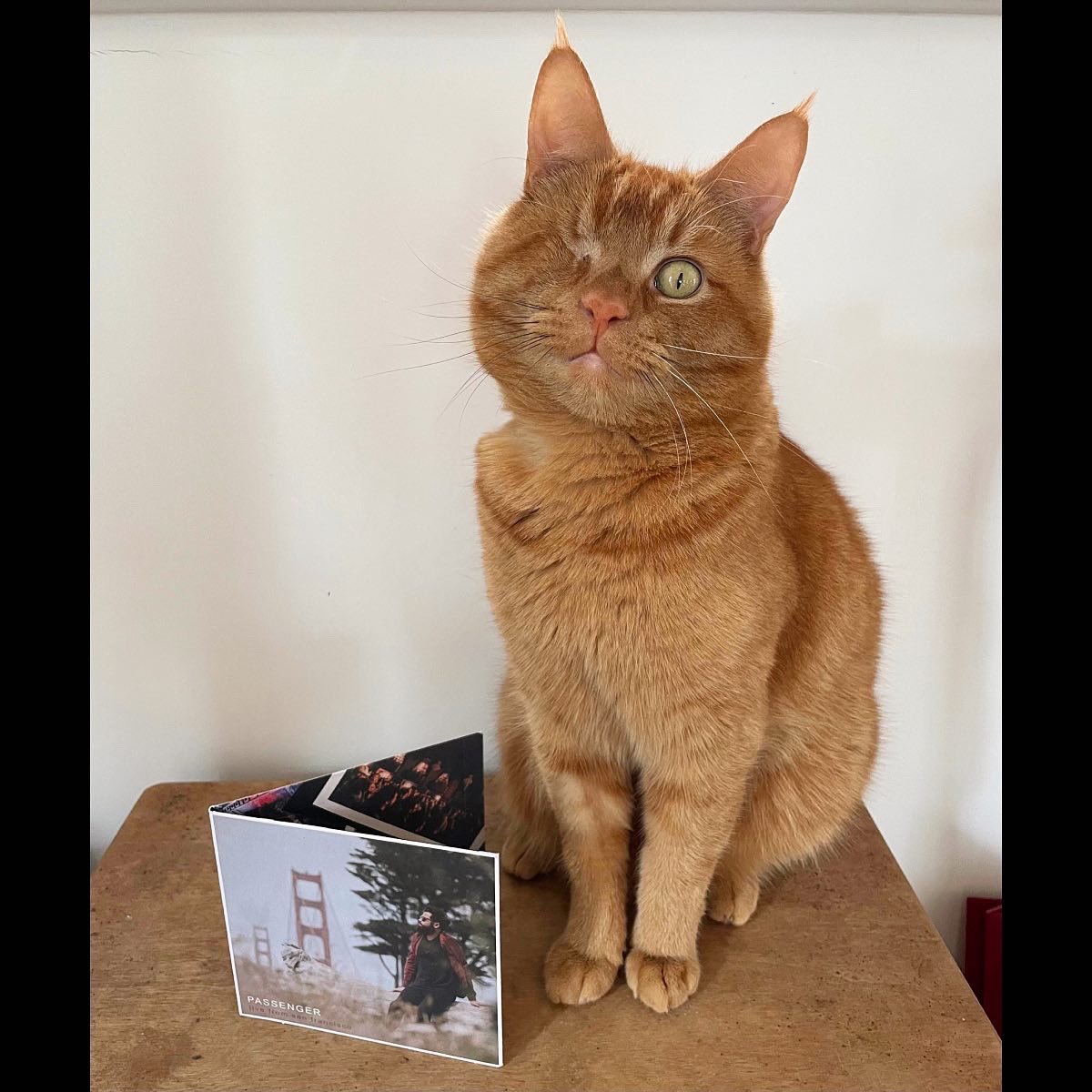 Passenger tweet media