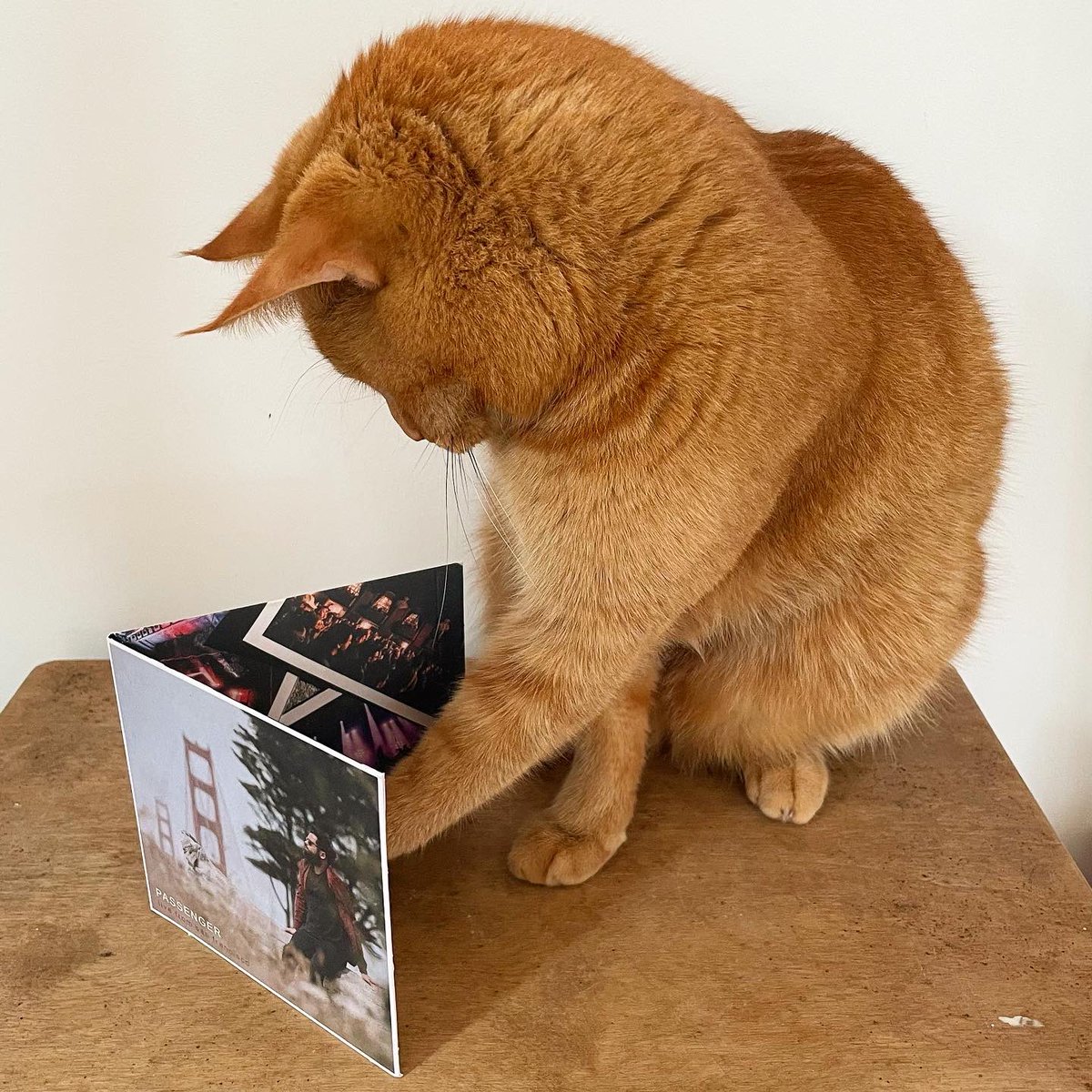 Passenger tweet media