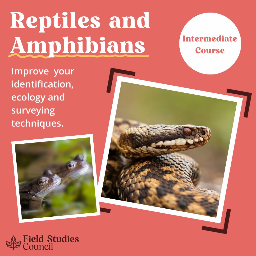 Pursuing a career in #reptile and #amphibian ecology, research or #conservation? This course will expand your knowledge - covering ecology, identification, habitat management, legislation, surveying & reporting of UK species🐸 field-studies-council.org/courses-and-ex…