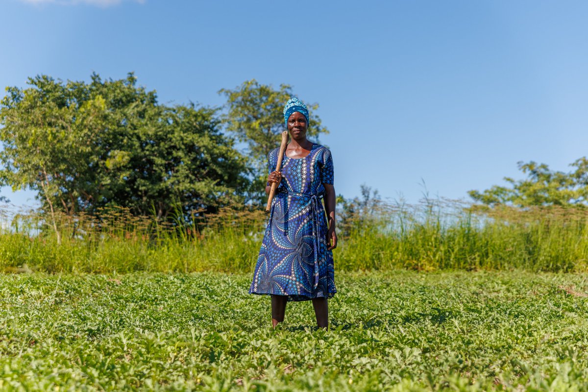 As we continue to celebrate Women’s Month CA Zim honours Laurencia Musona in Mudzi district, who is expecting a good harvest from adopting agro-ecology approaches ideas imparted to communities under the #ZRBF-BRACT project #EmbraceEquity #WomenEmpowerment