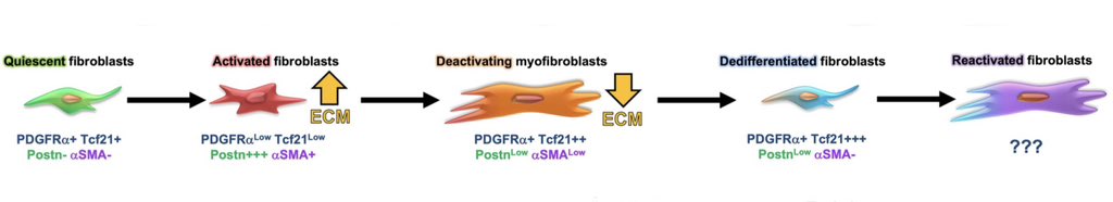 Come chat with me tonight at 7:30 about cardiac fibroblast deactivation and fibrosis resolution. Poster#2013. <a href="/elliotklowe/">Elliot Lowe</a> will also be presenting great work on pulmonary fibroblasts and fungal infection at Poster#2033.
#KSFibrosis23