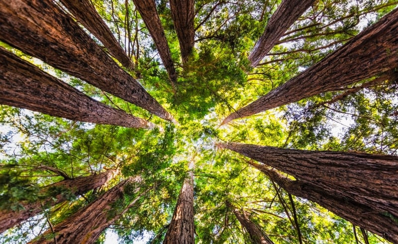 Climate change and deforestation impact many of the world’s forests. This Northern California partnership demonstrates how cross-sector collaboration can protect forests and promote environmental justice: youtu.be/jWcwzvXKyKY.  #InternationalDayOfForests #Redwoods