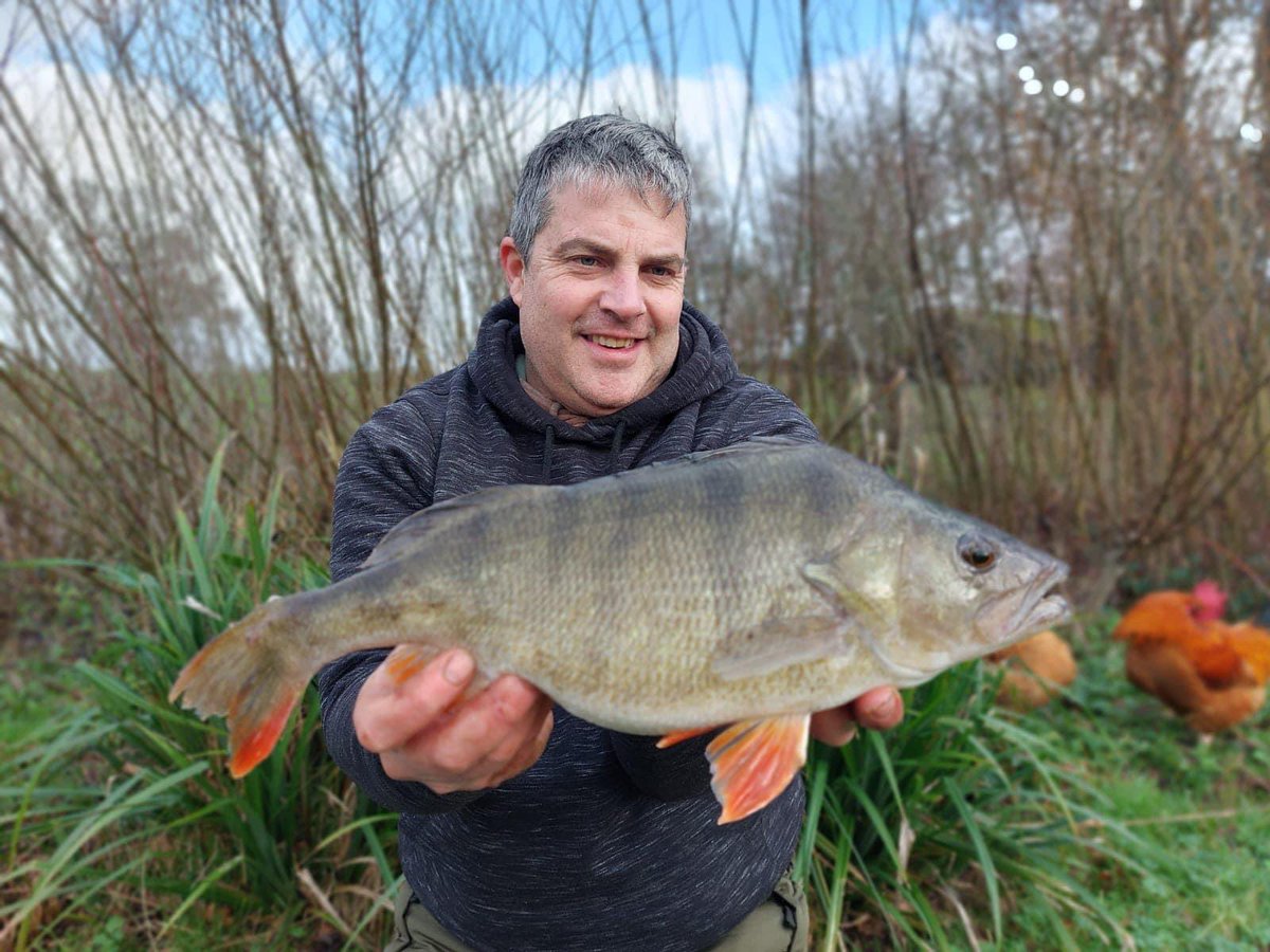 CarperblueF's tweet photo. A nice perch caught on a prawn a few weeks back #perch #perchfishing #dayticket https://t.co/MCHNcIYcGU