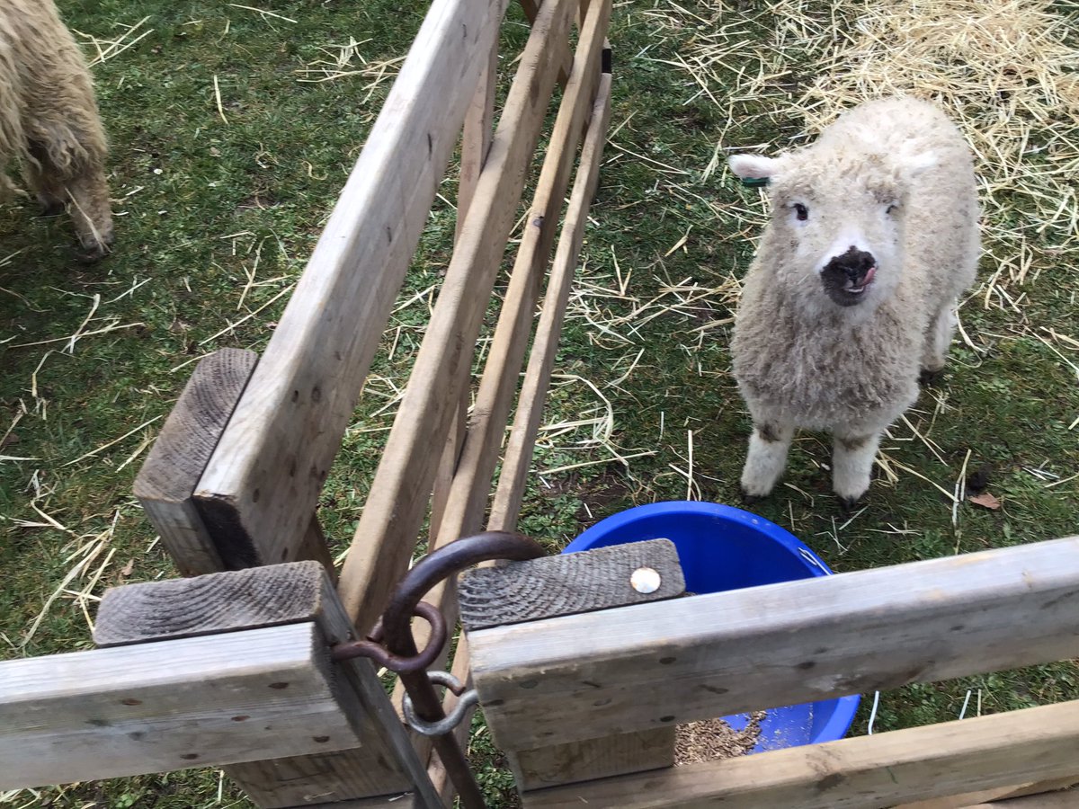 YaxhamPrimary's tweet photo. Well done to Fox class, doing an amazing job to help our visitors settle in @yaxhamprimary Votes are in for the names, can’t wait for the big reveal tomorrow #LearningaboutLivestock @ffdt_uk @rbst_easg @theCLANTRUST @CVP_FarmVets https://t.co/dQIXoUwjYZ