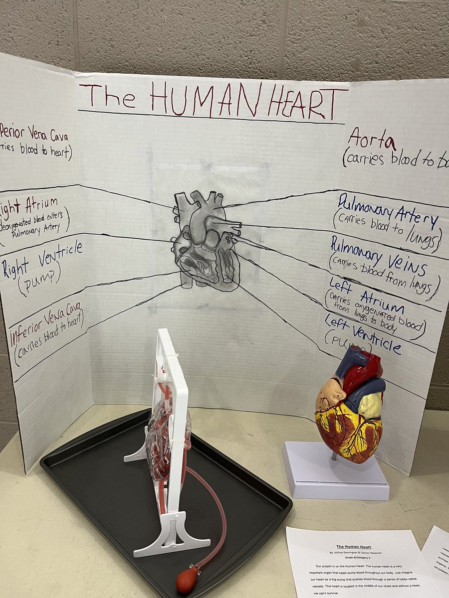 Miller Heights Elementary School (@millerheightses) on Twitter photo Our science fair is going on <a href="/MillerHeightsES/">Miller Heights Elementary School</a>. Over 60 students have researched projects about the brain, heart, sharks, gravity and so much more. These students are showing off their literacy skills in Science. <a href="/BethlehemAreaSD/">BASD</a> <a href="/basdjacksilva/">Jack Silva</a> <a href="/BASDLiteracy4Me/">Kim Harper</a> Our science fair is going on <a href="/MillerHeightsES/">Miller Heights Elementary School</a>. Over 60 students have researched projects about the brain, heart, sharks, gravity and so much more. These students are showing off their literacy skills in Science. <a href="/BethlehemAreaSD/">BASD</a> <a href="/basdjacksilva/">Jack Silva</a> <a href="/BASDLiteracy4Me/">Kim Harper</a>