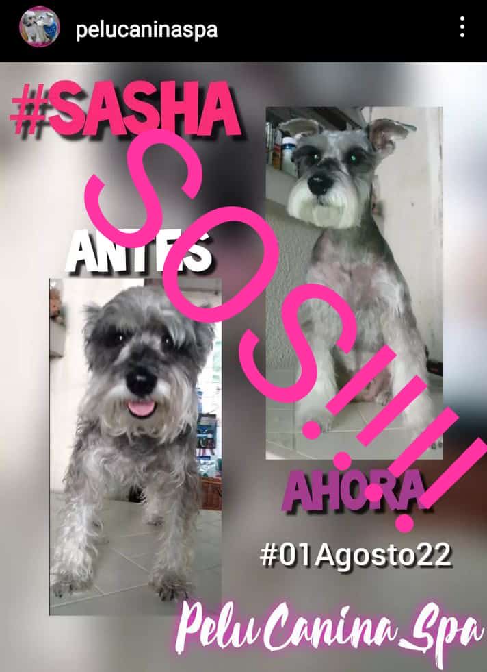 iboz16's tweet photo. ⚠️❗️EXTRAVIADA❗️⚠️ Vecinos de LA CALIFORNIA NORTE por favor ayuden a DIFUNDIR. Esta Schnauzer gris se le escapó al dueño hoy Martes 21/03 aprox 6am en la CALLE LUXEMBURGO. Si alguien la ve POR FAVOR la agarra y me contacta de inmediato. 0424-1710638💔 ⁦⁦@LaCaliforniaSi⁩ https://t.co/UJVdDPWBwN