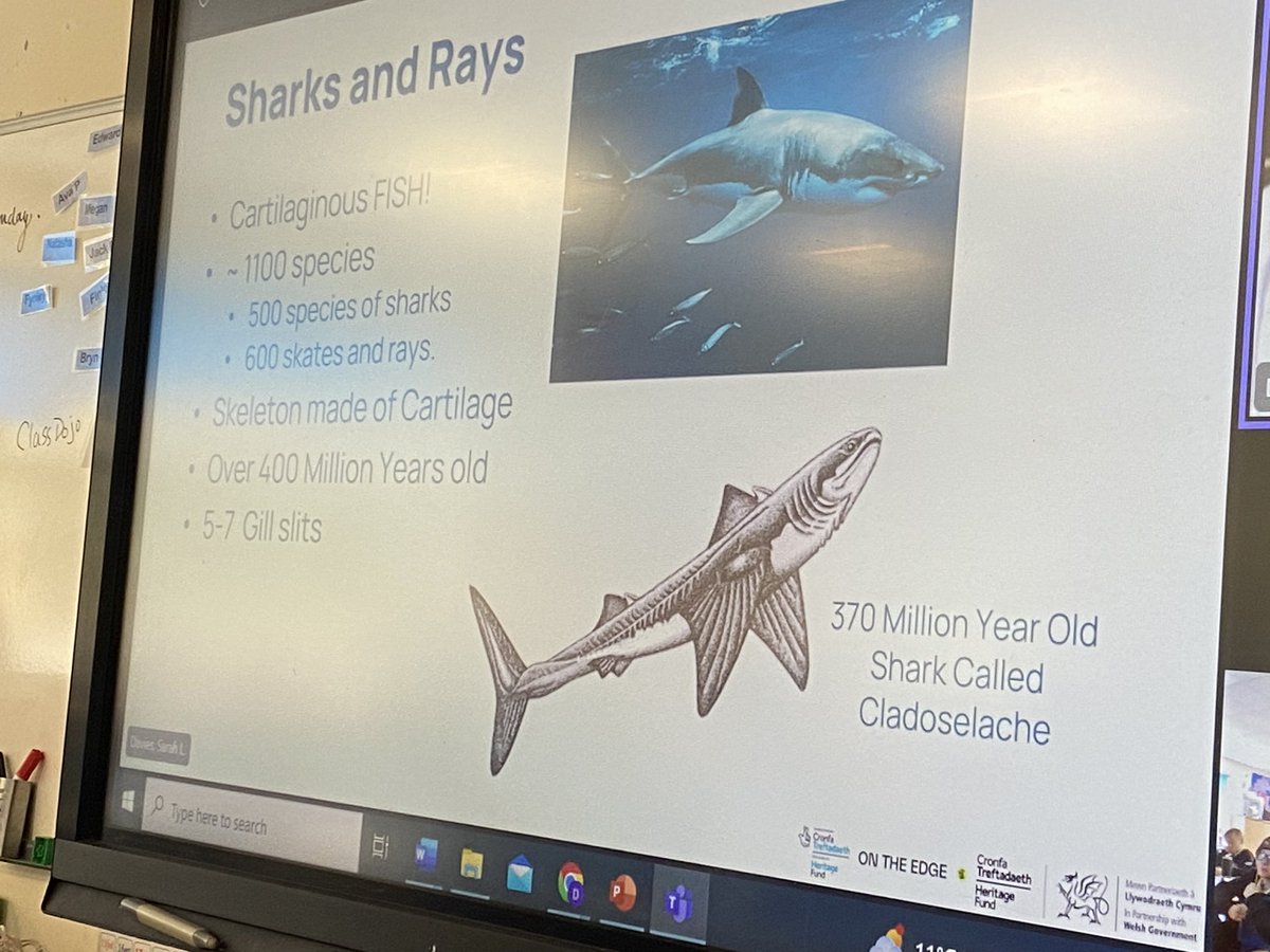 Broad Haven School (@broadhavencp) on Twitter photo Thank you <a href="/ProjectSIARC/">SIARC</a> for an enjoyable’Meet the Scientist’ zoom meeting with Class 4.  They loved learning all about the angel shark, skates and rays! Thank you <a href="/ProjectSIARC/">SIARC</a> for an enjoyable’Meet the Scientist’ zoom meeting with Class 4.  They loved learning all about the angel shark, skates and rays!