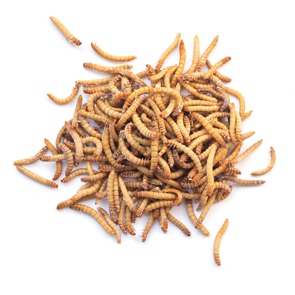 Insectropía: la granja sostenible e innovadora que cría tenebrios en Castilla y León ift.tt/Xp6aGRO