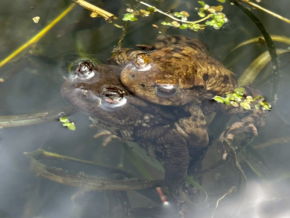 botany_beck's tweet photo. I haven’t seen a Common Toad, Bufo bufo for years, so imagine my delight to see several mating pairs at work today! So cool to show my #forestschool children the #toadspawn too! @froglifers https://t.co/1dZAdijsFH