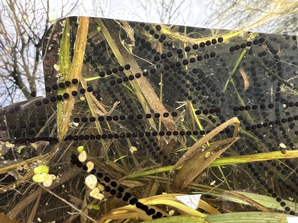 botany_beck's tweet photo. I haven’t seen a Common Toad, Bufo bufo for years, so imagine my delight to see several mating pairs at work today! So cool to show my #forestschool children the #toadspawn too! @froglifers https://t.co/1dZAdijsFH