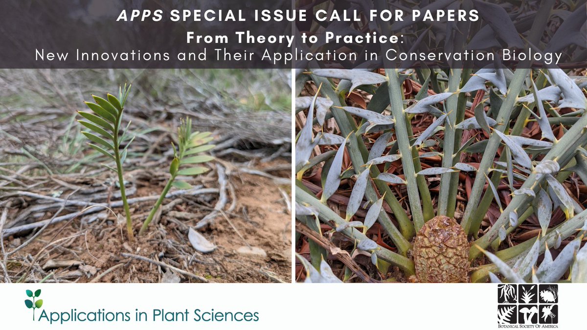 Two weeks left to submit your proposal for #AppsPlantSci's special issue on techniques & approaches in #ConservationBiology, led by @cpkrieg, Randall Long (@asaltyphd) & @lbtrotta. Deadline: April 4 botany.org/home/publicati… @wileyplantsci #iamabotanist #PlantConservation #botany