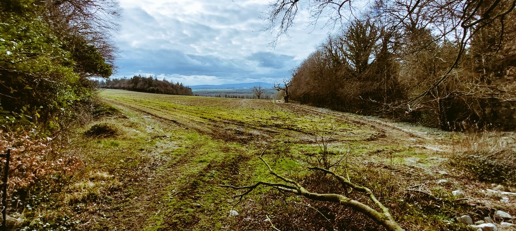 Proud to say I've just completed my 20th native woodland establishment, that's 163 hectares (over 400 acres), all with wildflower meadows, mostly sessile Oak. #nativewoodland