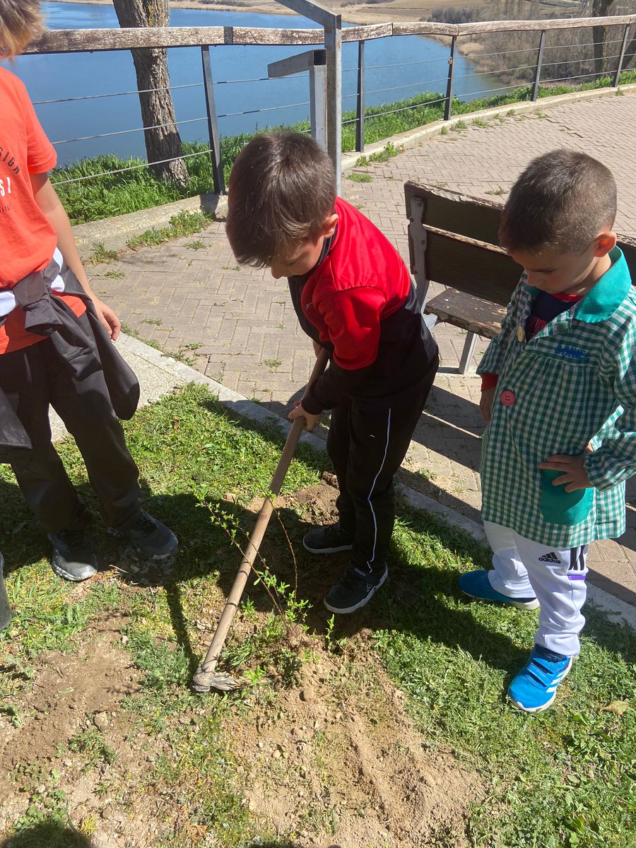 En el Día del 🌳, gracias al <a href="/ayto_castronuno/">Ayto de Castronuño</a>, celebramos una jornada conjunta de plantacion en el Parque de La Muela. Actividad para concienciar 
sobre la importancia de las plantas para la vida. <a href="/educacyl/">Educación JCyL</a> #educacionambiental #escuelarural #naturaleza #nuestrocolemola