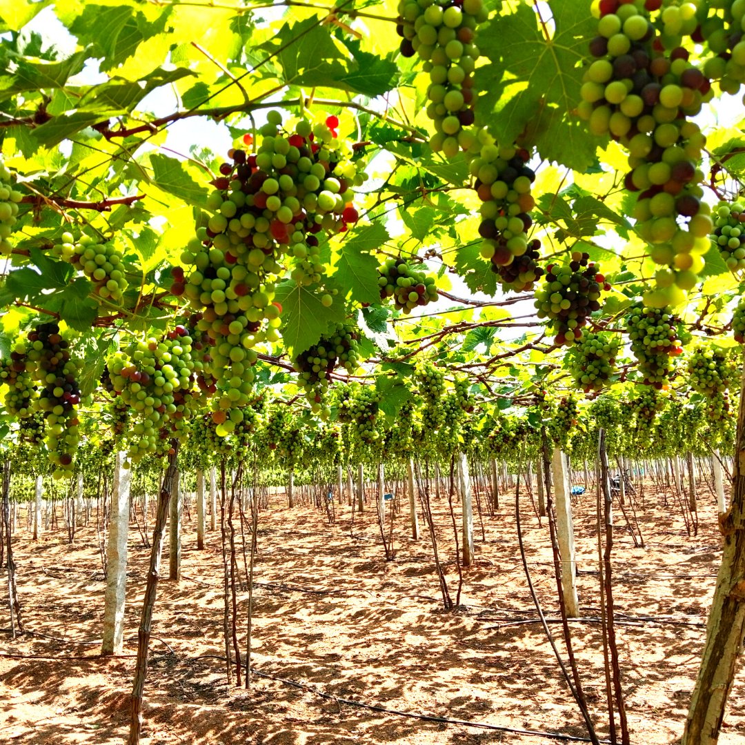 Our Grape Growers have been singing the praises of Maxifruit for its amazing results! 
Try Maxifruit today and taste the difference!  
#Maxifruit #timacagroindia