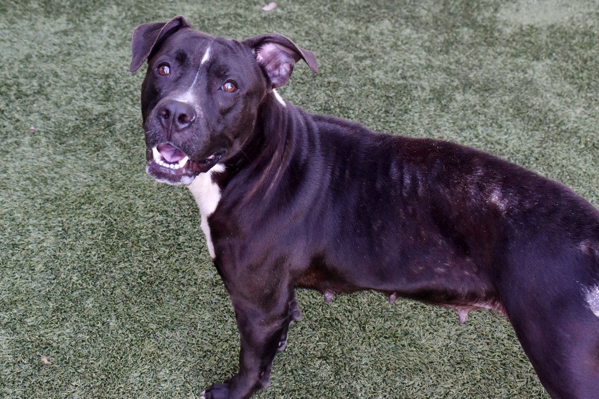 HeatherSilvio's tweet image. 3yo Angel (ID A004727) is as sweet as her name suggests! She likes to give kisses &amp;amp; be in your lap (tho would do best as an only pet). She can be exuberant, so lots of exercise &amp;amp; attention would be ideal. Contact @AnimalsPCAS today to meet her!

#AdoptDontShop #pascofl