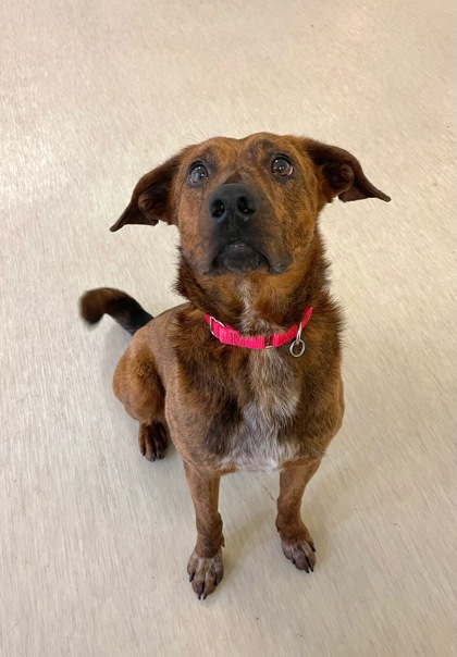 Spider is a 2yr old mixed breed who is very friendly. He'd be a great addition to any family; he loves kids, cats, & dogs. However, he doesn't like to be alone, so someone who can give him the attention he deserves would be ideal. Adopt or foster him today!